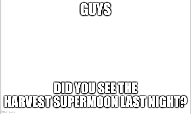 did you? | GUYS; DID YOU SEE THE HARVEST SUPERMOON LAST NIGHT? | image tagged in white background | made w/ Imgflip meme maker