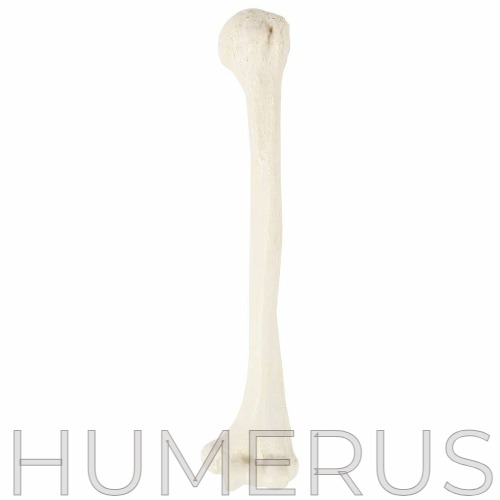 HUMERUS | made w/ Imgflip meme maker