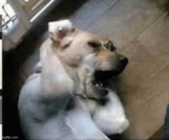 crying dog | image tagged in crying dog | made w/ Imgflip meme maker