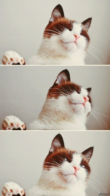 Stop it, continue Blank Meme Template