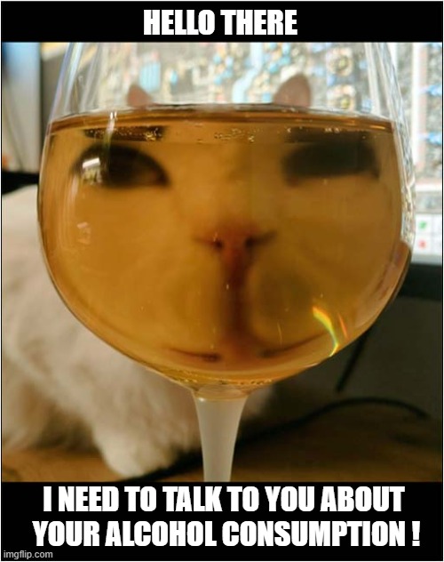 The Cat Is Concerned About Your Welfare ! | HELLO THERE; I NEED TO TALK TO YOU ABOUT 
YOUR ALCOHOL CONSUMPTION ! | image tagged in cats,wine,alcohol,intervention | made w/ Imgflip meme maker