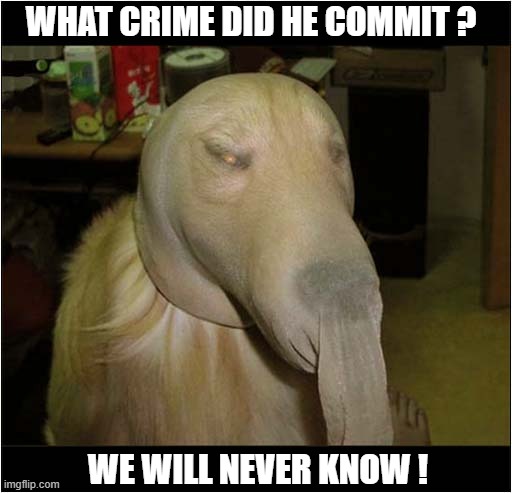 A Suspicious Dog In Disguise ! | WHAT CRIME DID HE COMMIT ? WE WILL NEVER KNOW ! | image tagged in dogs,golden retriever,crime,disguise | made w/ Imgflip meme maker