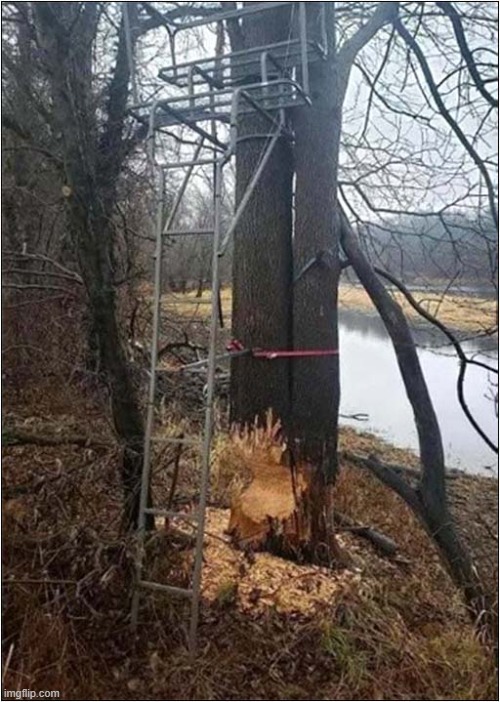 Beavers Don't Like Being Watched ! | image tagged in beavers,tree,hide,destruction | made w/ Imgflip meme maker