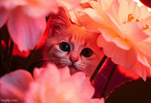 mis.cheess | I HATE HATERS UP VOTE IF AGRERY | image tagged in gifs,cute cat | made w/ Imgflip images-to-gif maker
