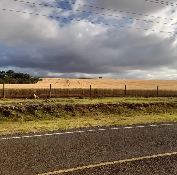 Wheat plantation in Kisima, Meru, Kenya Blank Meme Template