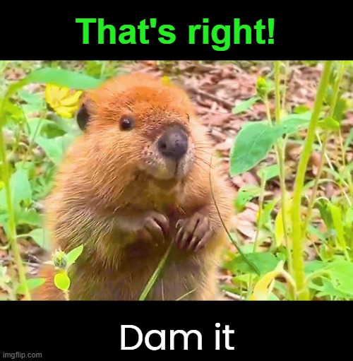That's right! Dam it | made w/ Imgflip meme maker