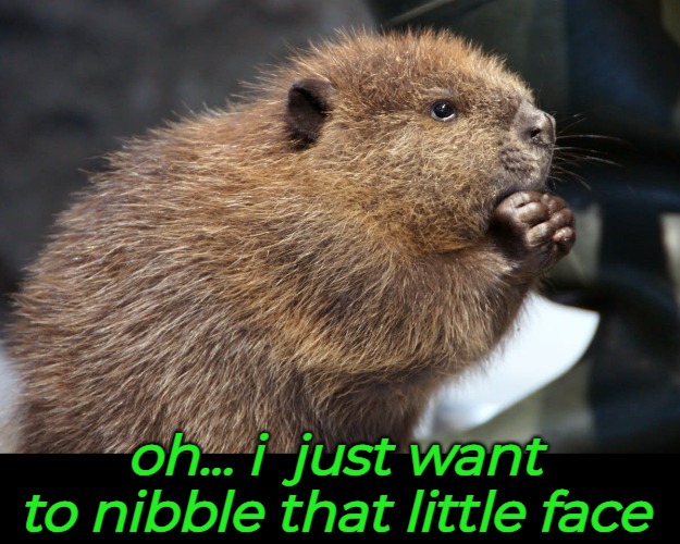 oh... i  just want to nibble that little face | made w/ Imgflip meme maker