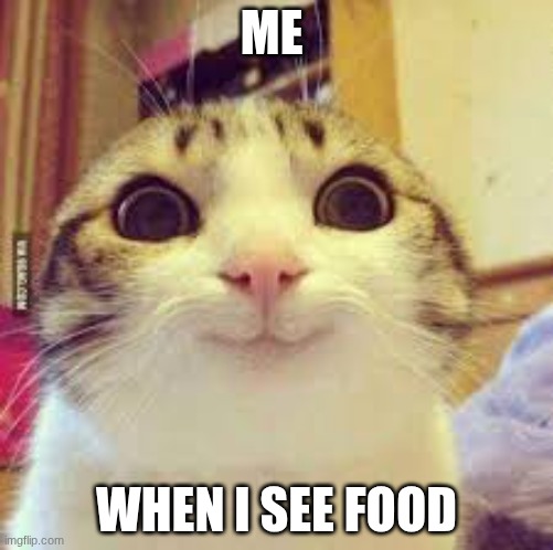 funny cat | ME; WHEN I SEE FOOD | image tagged in cat with wide eyes | made w/ Imgflip meme maker
