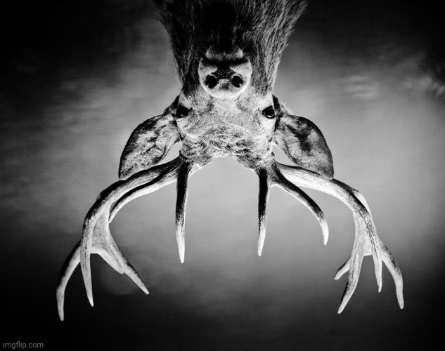 the deer | image tagged in the deer | made w/ Imgflip meme maker