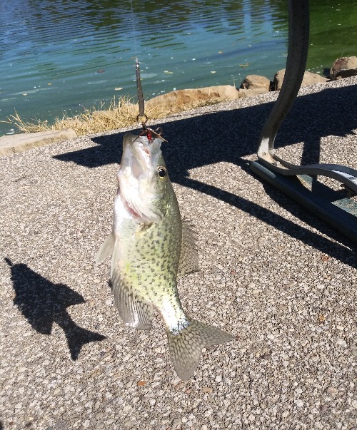 Crappie | made w/ Imgflip meme maker