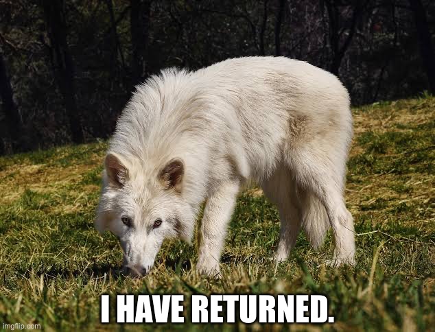 I HAVE RETURNED. | image tagged in dire wolf | made w/ Imgflip meme maker