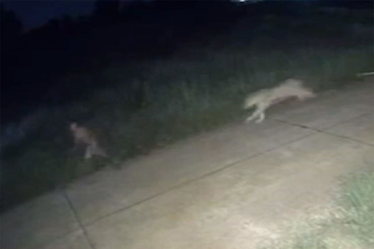 Boy running from Cub Blank Meme Template