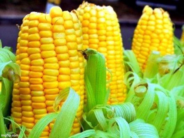 cropped corn | image tagged in msmg | made w/ Imgflip meme maker