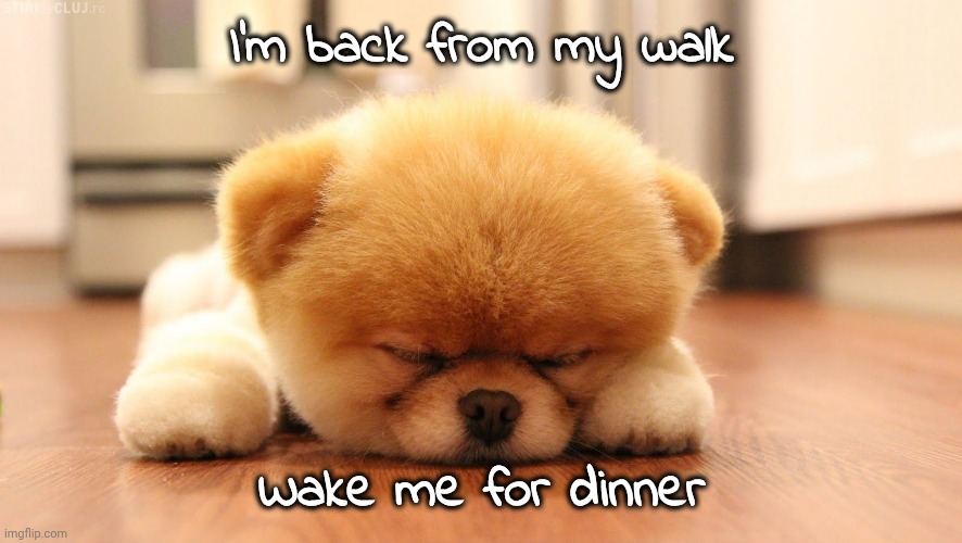 Sleeping dog | I'm back from my walk Wake me for dinner | image tagged in sleeping dog | made w/ Imgflip meme maker