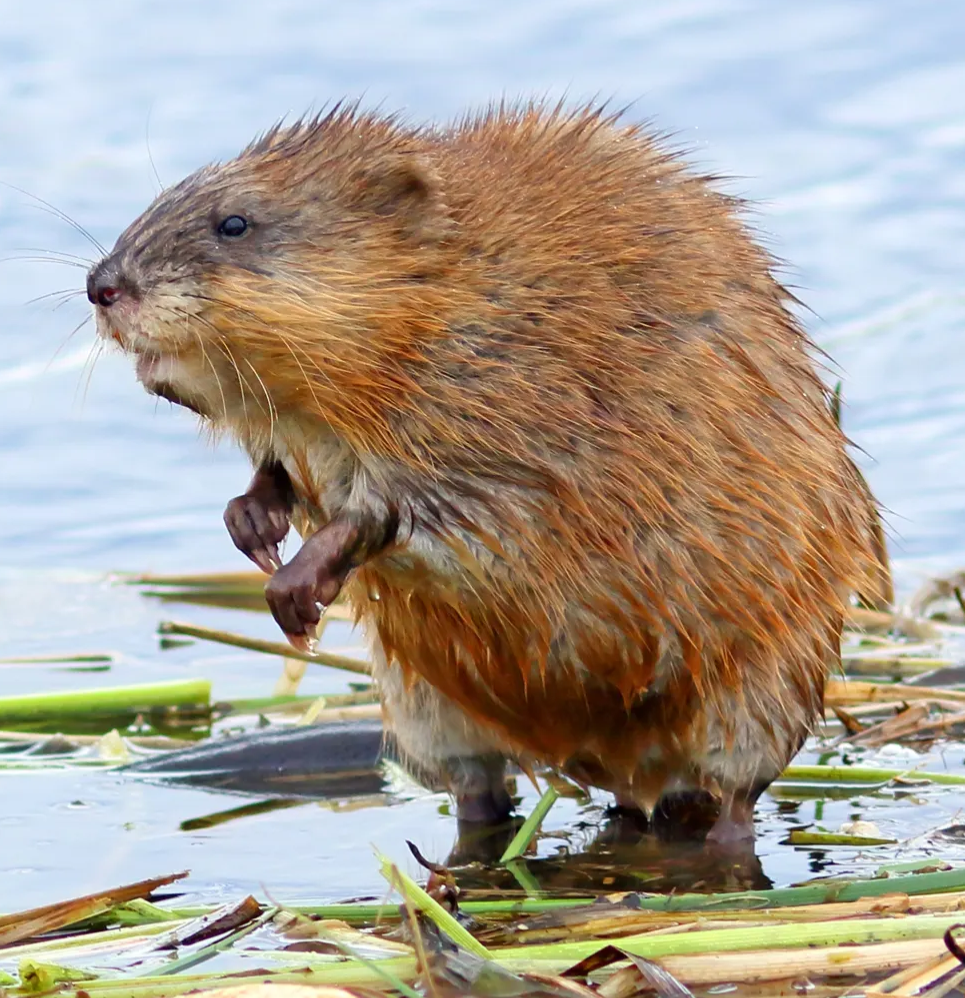Muskrat Blank Meme Template