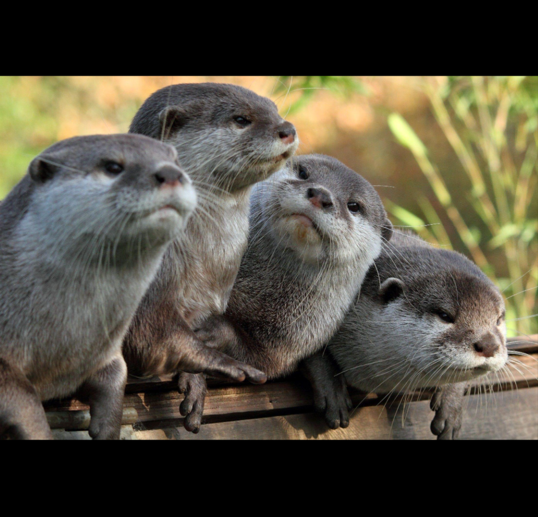 High Quality Otters Blank Meme Template