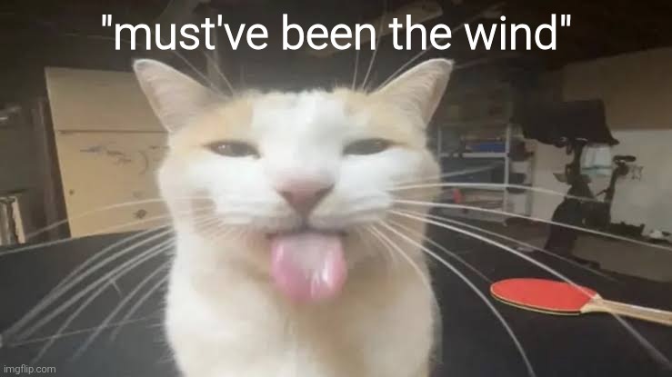 Milly the silly cat Bleh Cat | "must've been the wind" | image tagged in milly the silly cat bleh cat | made w/ Imgflip meme maker