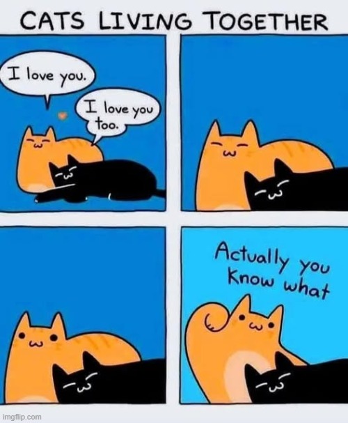 *Bam* | image tagged in cats,funny,comic | made w/ Imgflip meme maker