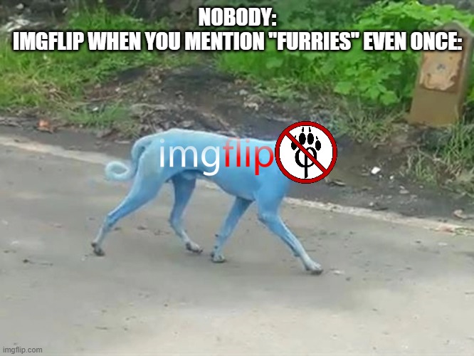 This is sooooooo annoying... | NOBODY:
IMGFLIP WHEN YOU MENTION "FURRIES" EVEN ONCE: | image tagged in i didn't see anything,annoying,dogs,funny,imgflip,furries | made w/ Imgflip meme maker
