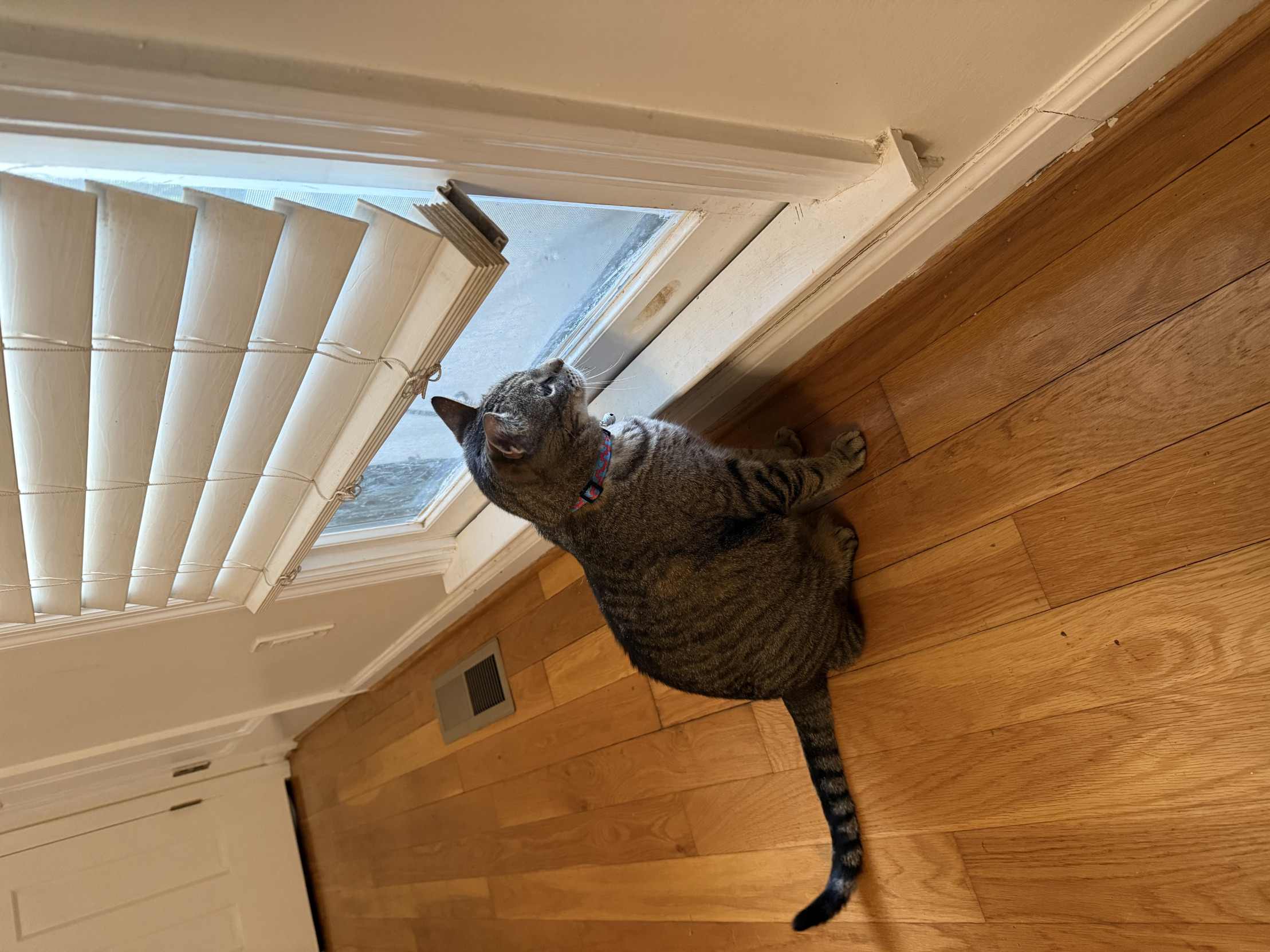 Window cat Blank Meme Template