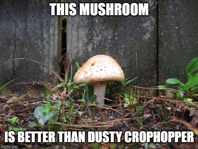 mushroom | THIS MUSHROOM; IS BETTER THAN DUSTY CROPHOPPER | image tagged in mushroom | made w/ Imgflip meme maker