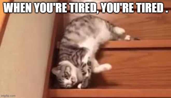 When a cat is tired, it is tired.  --  funny  -- | WHEN YOU'RE TIRED, YOU'RE TIRED . | image tagged in cats,funny,kittens,humor,tired,sleepy | made w/ Imgflip meme maker