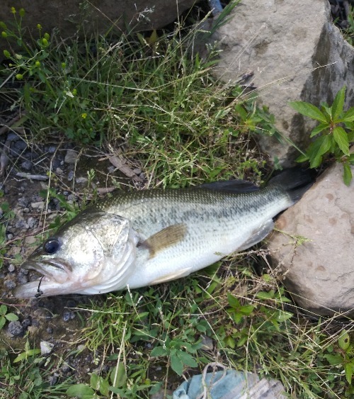 Largemouth Bass | made w/ Imgflip meme maker