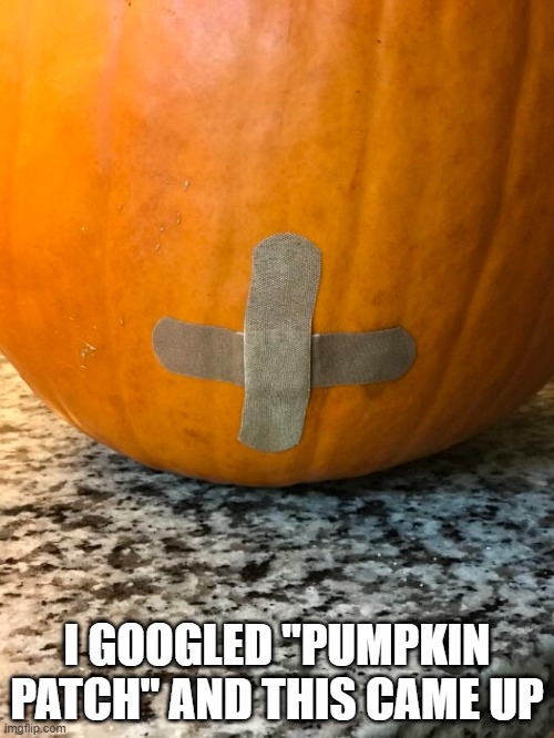 Here's a picture of my pumpkin patch.   ---   funny   --- Halloween --- | I GOOGLED "PUMPKIN PATCH" AND THIS CAME UP | image tagged in funny,halloween,play on words,pumpkin,patch,humor | made w/ Imgflip meme maker