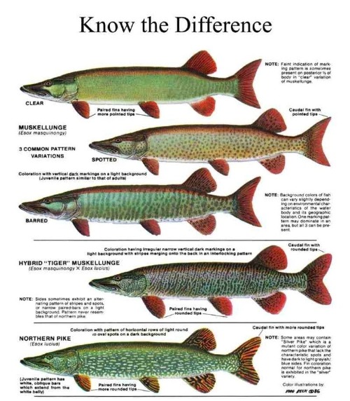 Muskellunge & Northern Pike | made w/ Imgflip meme maker