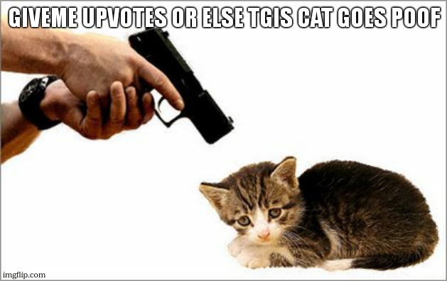 Or i will shoot this cat | GIVEME UPVOTES OR ELSE TGIS CAT GOES POOF | image tagged in or i will shoot this cat | made w/ Imgflip meme maker
