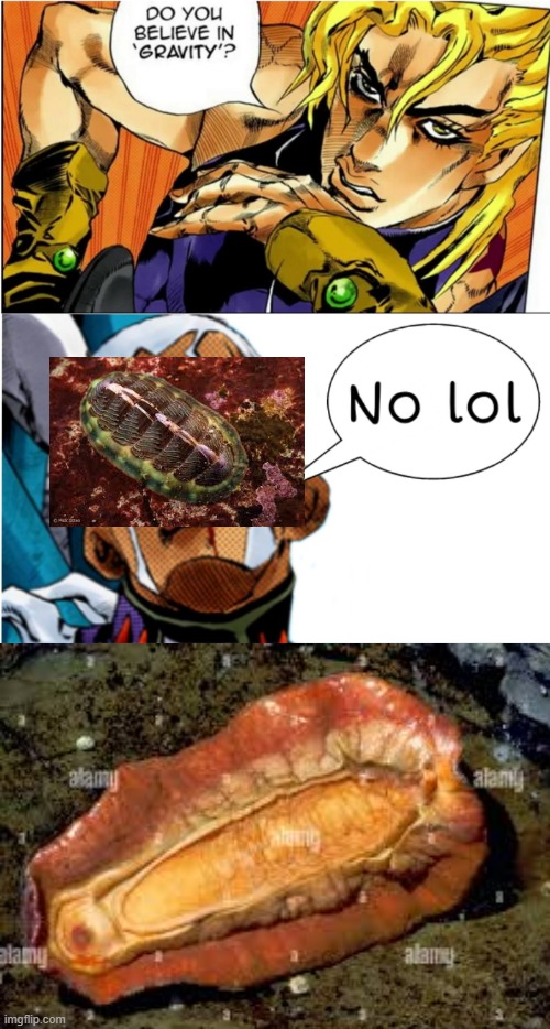Chiton | image tagged in biology,animals,jojo's bizarre adventure | made w/ Imgflip meme maker