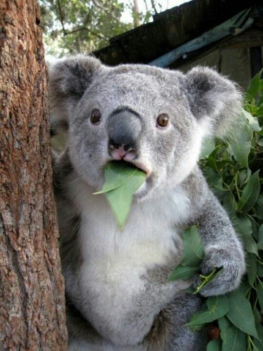 koala eukalyptus Blank Meme Template