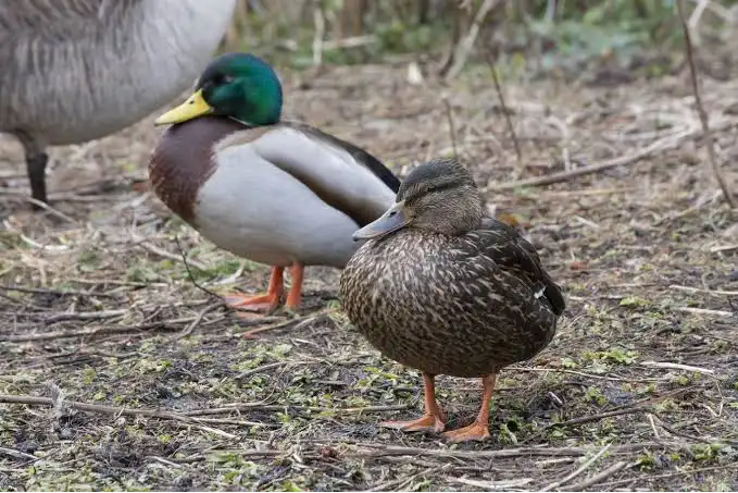 If it quacks Blank Meme Template