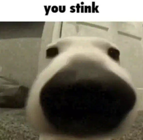 you stink Blank Meme Template