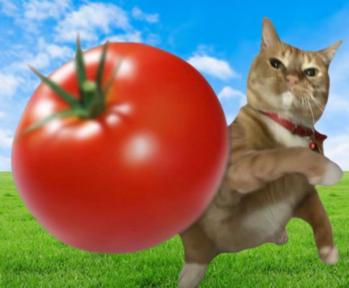 High Quality cat throwing tomato Blank Meme Template