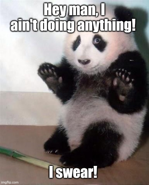 Hands Up panda | Hey man, I ain't doing anything! I swear! | image tagged in hands up panda | made w/ Imgflip meme maker