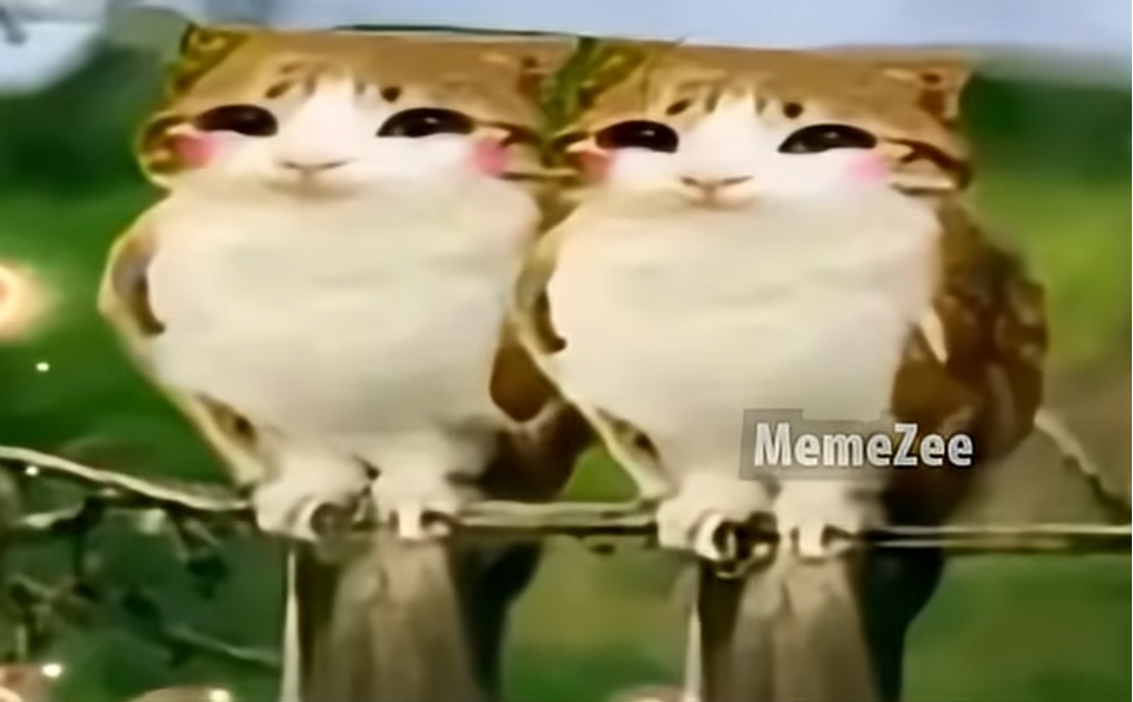 2 happy meowls together Blank Meme Template