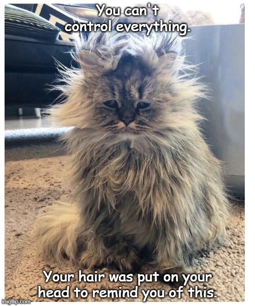 Bad hair day | You can't control everything. Your hair was put on your head to remind you of this. | image tagged in cats | made w/ Imgflip meme maker