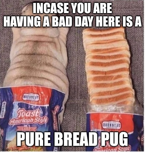 E | INCASE YOU ARE HAVING A BAD DAY HERE IS A; PURE BREAD PUG | image tagged in you have been eternally cursed for reading the tags | made w/ Imgflip meme maker