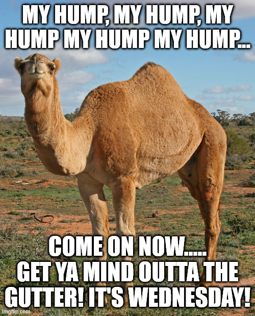 Hump Day | MY HUMP, MY HUMP, MY HUMP MY HUMP MY HUMP... COME ON NOW..... GET YA MIND OUTTA THE GUTTER! IT'S WEDNESDAY! | image tagged in wednesday | made w/ Imgflip meme maker