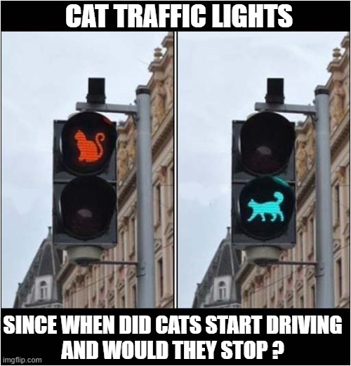 It's A Wonderfully Weird World Out There ! | CAT TRAFFIC LIGHTS; SINCE WHEN DID CATS START DRIVING
AND WOULD THEY STOP ? | image tagged in cats,driving,traffic light | made w/ Imgflip meme maker