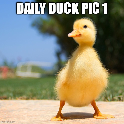 Duck pic 1 | DAILY DUCK PIC 1 | image tagged in duck | made w/ Imgflip meme maker