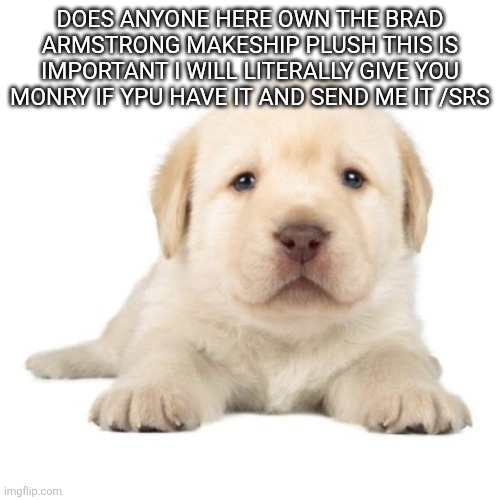really cute puppy | DOES ANYONE HERE OWN THE BRAD ARMSTRONG MAKESHIP PLUSH THIS IS IMPORTANT I WILL LITERALLY GIVE YOU MONRY IF YPU HAVE IT AND SEND ME IT /SRS | image tagged in really cute puppy | made w/ Imgflip meme maker