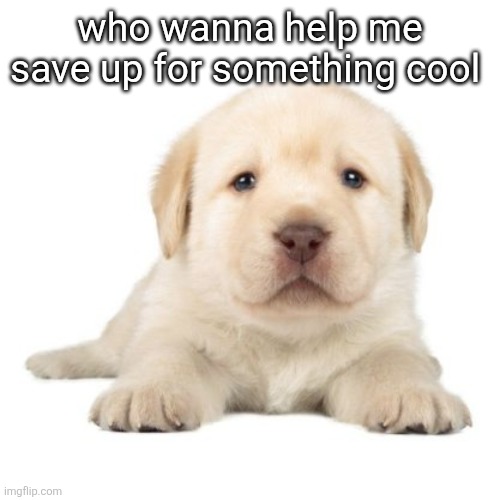 really cute puppy | who wanna help me save up for something cool | image tagged in really cute puppy | made w/ Imgflip meme maker