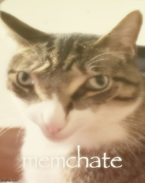 memchate | image tagged in memchate | made w/ Imgflip meme maker