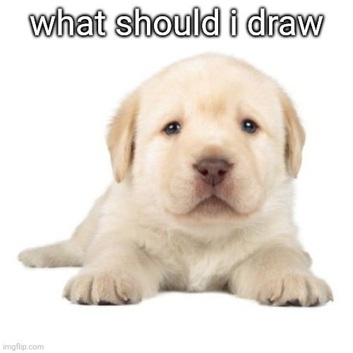 really cute puppy | what should i draw | image tagged in really cute puppy | made w/ Imgflip meme maker
