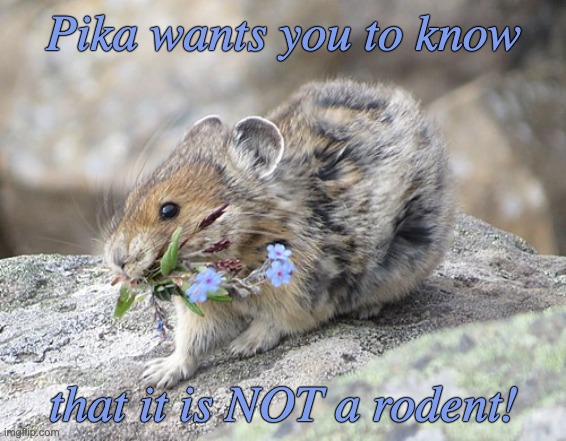 Hoping that rodent-haters are still on Team Rabbit | Pika wants you to know; that it is NOT a rodent! | image tagged in rabbits,pikachu,rodents,animals | made w/ Imgflip meme maker