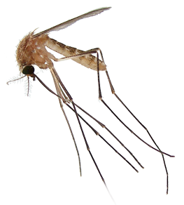 mosquito gates Blank Meme Template