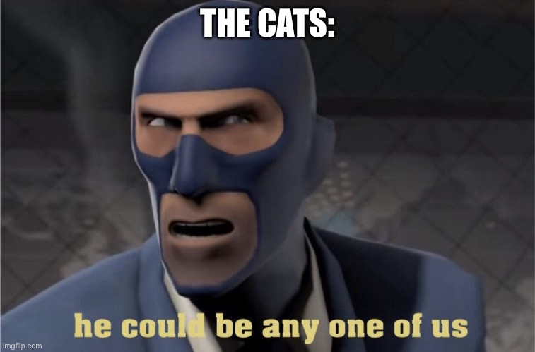He could be any one of us | THE CATS: | image tagged in he could be any one of us | made w/ Imgflip meme maker
