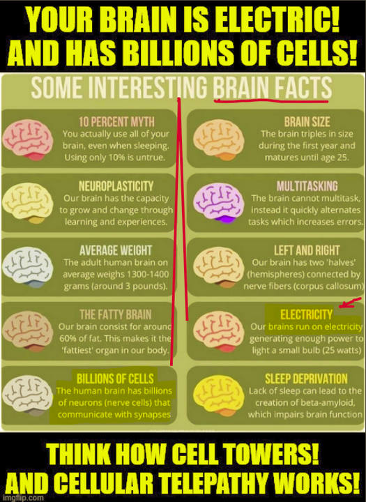 BRAIN FACTS Blank Meme Template